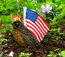 A robin in a garden next to a tiny American flag.
